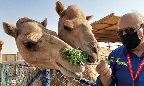 camel farm dubai